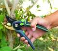 Professionelle Gartenschere zum Beschneiden